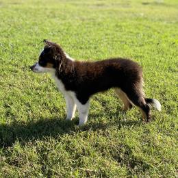 Toy Australian Shepherds from Stephanie’s Wiggle Butts