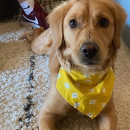 Goldendoodles from Dutch Doodles