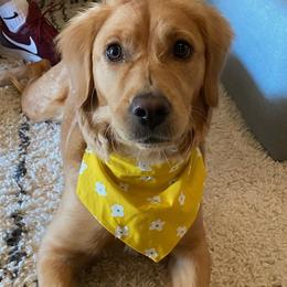 Goldendoodles from Dutch Doodles