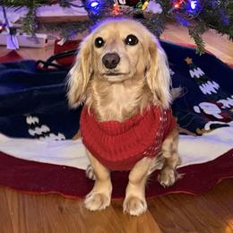 Dachshunds from Sagebrush Doxies