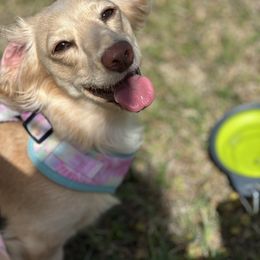 Dachshunds from Kaci M