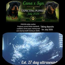 Rottweiler puppies from Irish Eyes Kennels