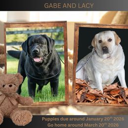 Labrador Retriever puppies from Briar Hill Labradors PA 12145