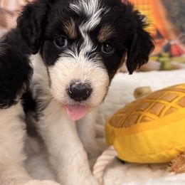 Porsche - Black tri-color female Aussiedoodle puppy in Dickerson, Maryland from Pawsome Aussie Doodles and Oodles