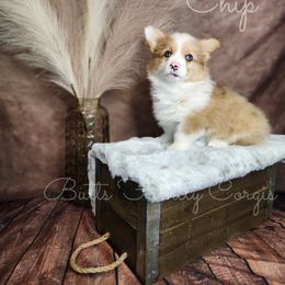 Chip - Red merle and white American Corgi puppy in Cameron, North Carolina from Butts Family Corgis