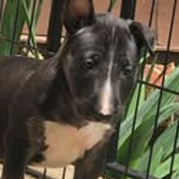 French Bulldogs and Miniature Bull Terriers from Dogs of Dyhar