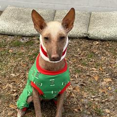 Skye - Liver female Xoloitzcuintli puppy in Webster, Florida from Xcel's Xoloitzcuintli and Chinese Cresteds