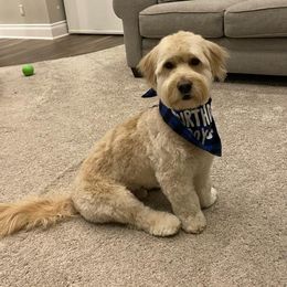 Goldendoodle and Golden Retriever All Grown Up from Servant Kennel