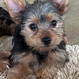 Nugget - Black and tan male Yorkshire Terrier puppy in Kingston, Oklahoma from Lake Life
