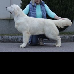 Poppi - Golden Retriever