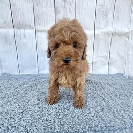 Firework (AKC) - Red  male Poodle puppy in Riverside, California from Red Toy Poodle World