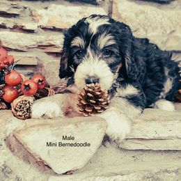 Boy 5 - Tri-color male Bernedoodle puppy in Montrose, Michigan from Livy’s Doodles