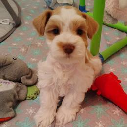 Turk red parti - Wheaten male Miniature Schnauzer puppy in Florida from Central Florida Schnauzers