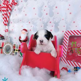 Teacup Nova - Tan and white female Yorkshire Terrier puppy in Lithonia, Georgia from Toy Yorkies Atlanta