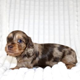 Maisie - Dapple female Dachshund puppy in Fairfax, Iowa from Grayson’s Lovable Dachshunds