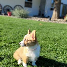 Pembroke Welsh Corgi Puppies from Top-Notch Paws