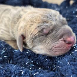 Truvy - Brindle female Great Dane puppy in Granby, Missouri from HCR Great Danes