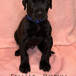 Great Dane Puppies from B3 Kennels