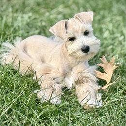 Kalima - Miniature Schnauzer