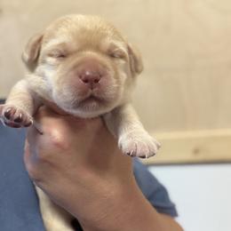 Girl 2 - Yellow female Labrador Retriever puppy in Strafford, New Hampshire from Alley Rock Labradors, LLC