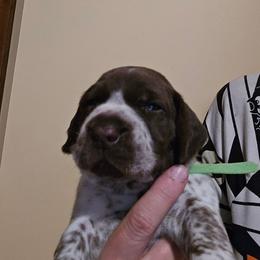 Light Green Girl - Liver and white female German Shorthaired Pointer puppy in Johnson City, Tennessee from ShatzFired Shorthairs