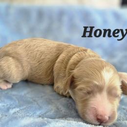 Honey - Apricot female Poodle puppy in Rutherford County, North Carolina from Simply Grace Farms