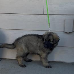 Bashful (Light Green) - Gray sable male Shiloh Shepherd puppy in Vancouver, Washington from North By Northwest Shilohs “NBNW”