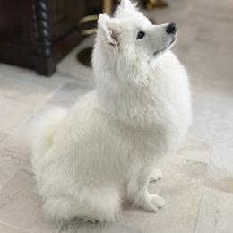 Luna - Samoyed