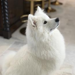 Luna - Samoyed