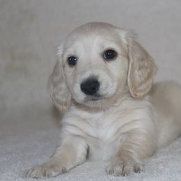 Dachshund Puppies from Rustic Bark Page's Dachshunds