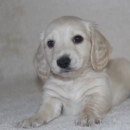 Dachshund Puppies from Rustic Bark Page's Dachshunds
