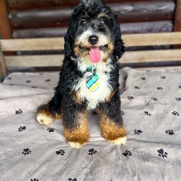Jonesey - Bernedoodle