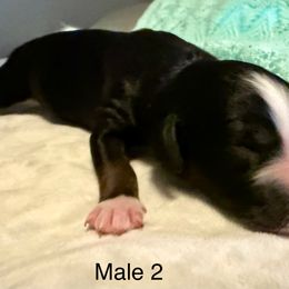 Mickey - Black and white male Aussiedoodle puppy in Tulsa, Oklahoma from Vali Girl Aussiedoodles