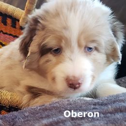 Miniature American Shepherd Puppies from A Bar J Ranch Kennel