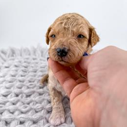 Boots - Apricot male Goldendoodle puppy in Jamestown, Kentucky from Milk & Honey Doodles