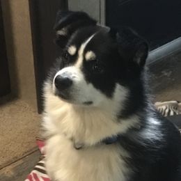 Pumper - Pomsky