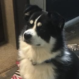 Pumper - Pomsky