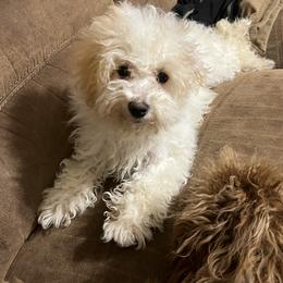 Millie - Aussiedoodle