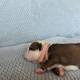 Girl 2 - Red and white Bulldog puppy in Forsyth, Georgia from Evangeline Bulldogs