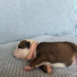 Girl 2 - Red and white Bulldog puppy in Forsyth, Georgia from Evangeline Bulldogs
