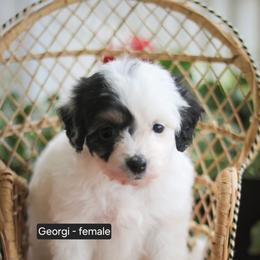 Georgi - Black tri-color female Aussiedoodle puppy in Crete, Nebraska from Doodles & Co