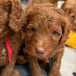 Forky - Red  male Goldendoodle puppy in Moreno Valley, California from Rainbow SoCal Doodles