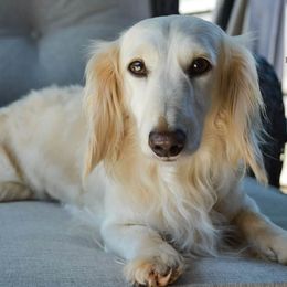 Sugar - Dachshund