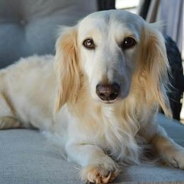 Sugar - Dachshund