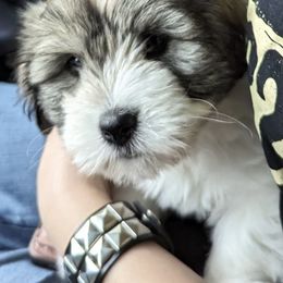 Cotons de Tulear from Sweet and Fun Cotons