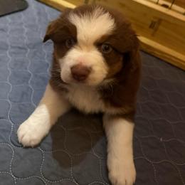 Cocoa - Red tri-color female Australian Shepherd puppy in Holly, Michigan from Groveland's Haus of Aus