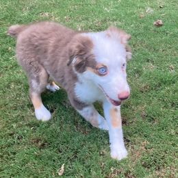 Miniature American Shepherd puppies from Soul Stone Kennels