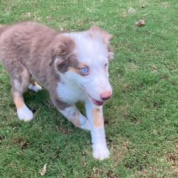 Miniature American Shepherd puppies from Soul Stone Kennels