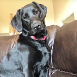 Labrador Retriever All Grown Up from Learn's Labs