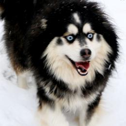 Apollo - Pomsky